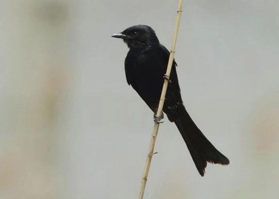 黑色的鸟有哪几种（鸟图片大全带鸟名称）-1