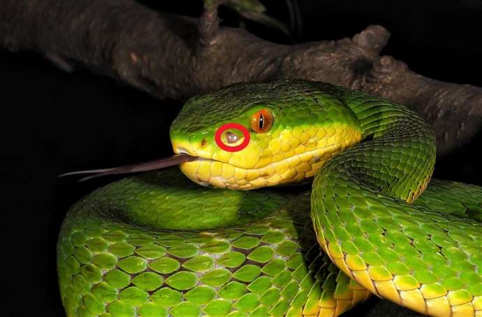 翠青蛇是什么蛇图片（一文分析翠青蛇和竹叶青区别）