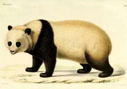 大熊猫产地在四川省的哪座山（一文揭秘为何熊猫偏爱四川）