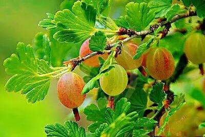 鹅莓是一种什么样的水果（一文揭晓鹅莓为何被称为世界上最奇怪的水果之一）