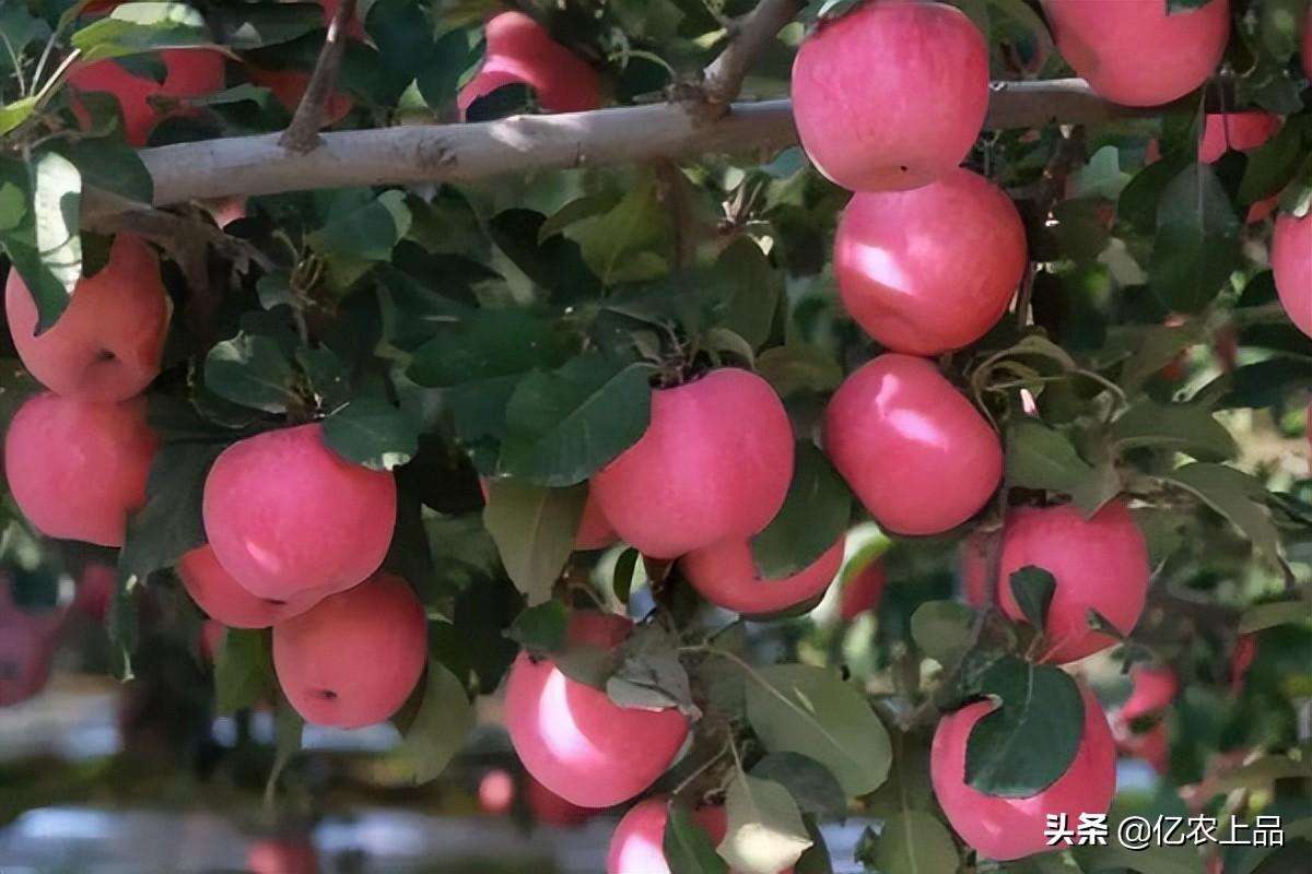 苹果树种植所需要的生态条件有哪些呢（适宜种植苹果的自然条件列举）