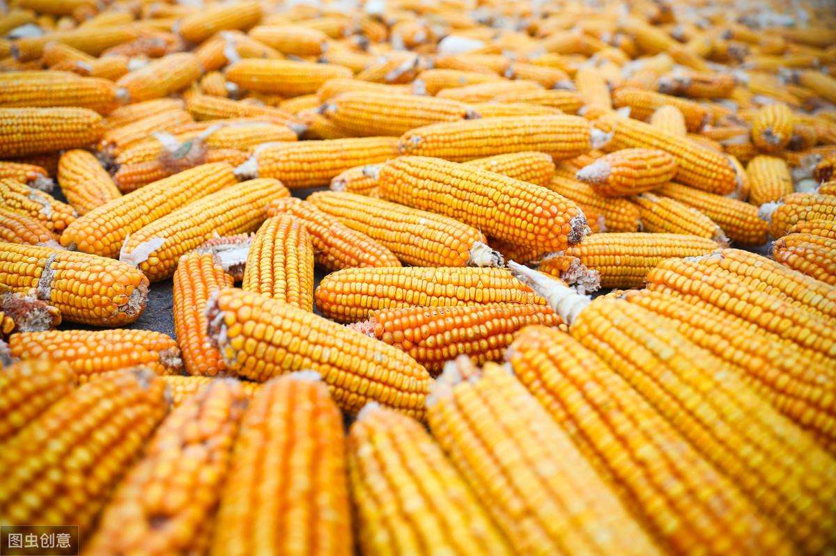 玉米作为饲料主要提供什么物质（玉米作为饲料原料的主要营养特点介绍）