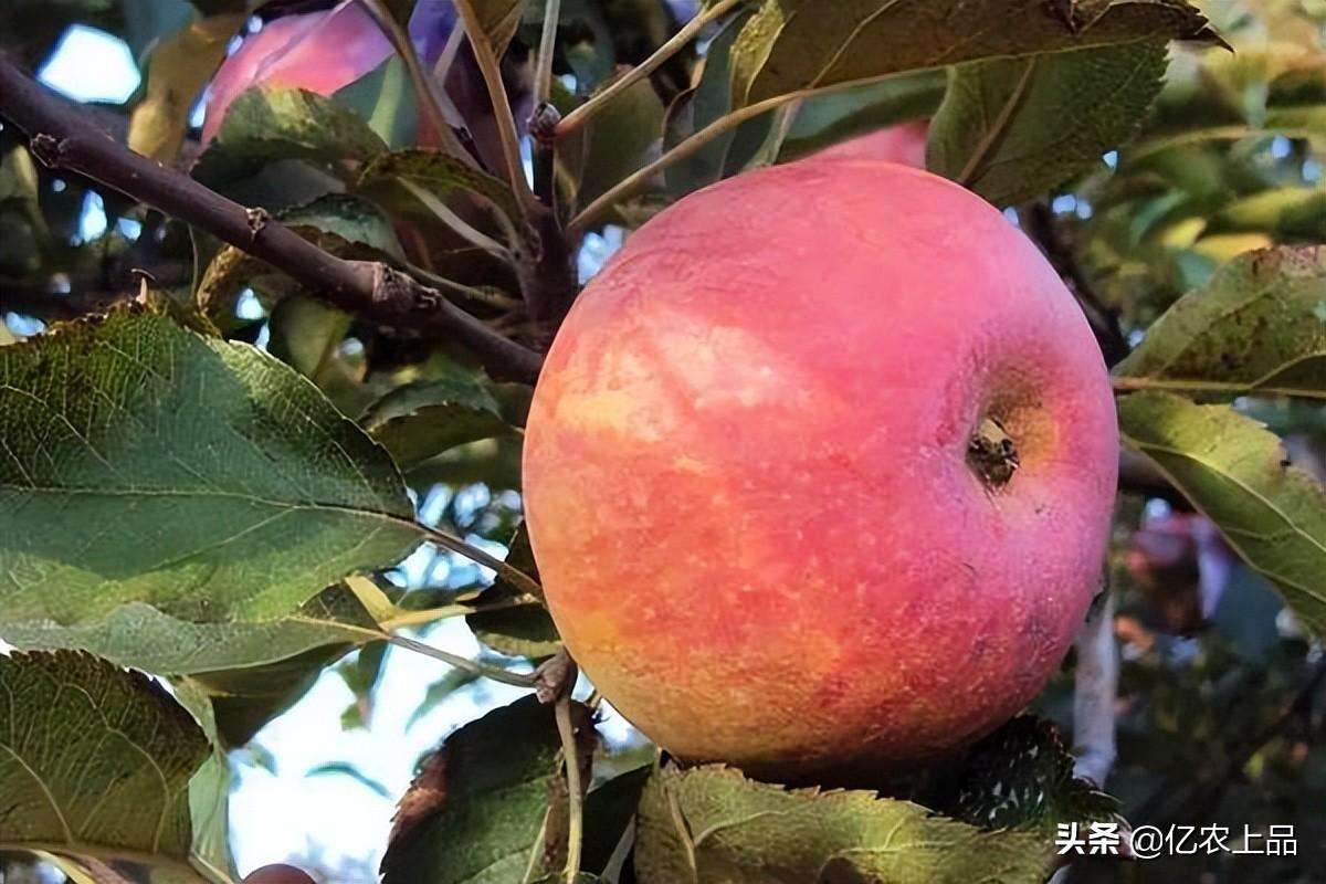 苹果树种植所需要的生态条件有哪些呢（适宜种植苹果的自然条件列举）