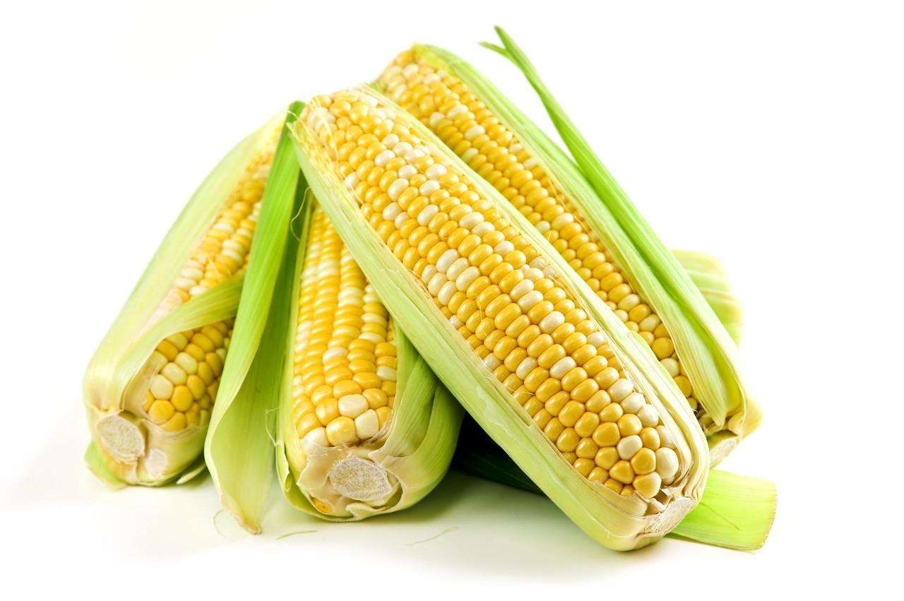 玉米作为饲料主要提供什么物质（玉米作为饲料原料的主要营养特点介绍）