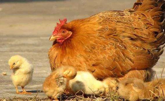 在农村怎么孵小鸡的（农村传统法孵化小鸡方法）