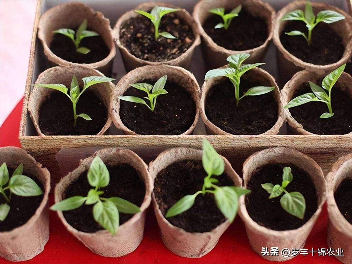 辣椒籽发芽的最佳方法（辣椒种子发芽率低的四个促进方法）