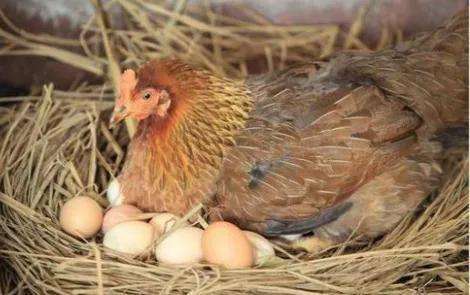在农村怎么孵小鸡的（农村传统法孵化小鸡方法）