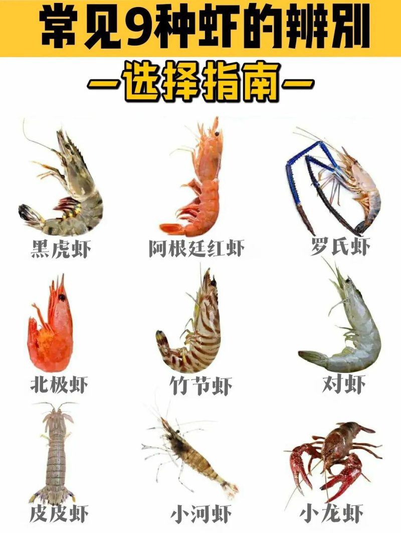海中虾图片介绍图片