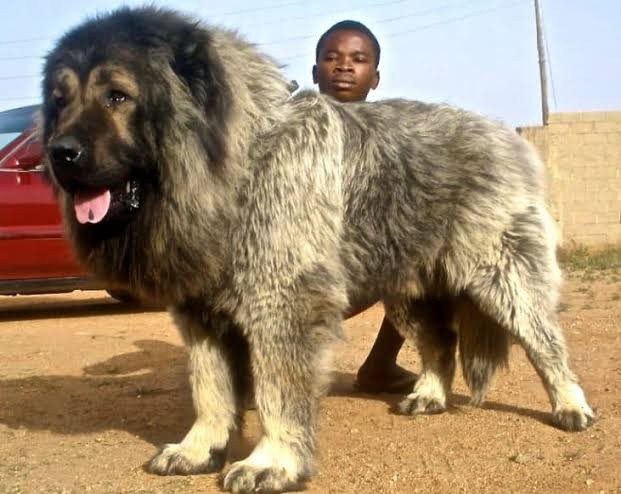 巨型犬最大图片