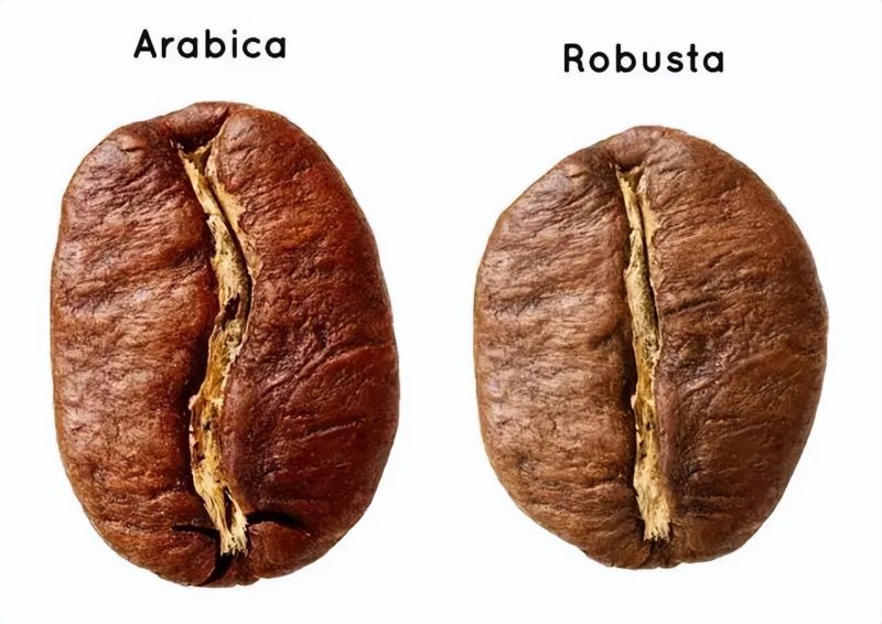 咖啡豆三大品种图片