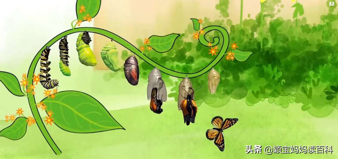 少儿百科科普:无脊椎动物,毛毛虫是怎么变成蝴蝶的